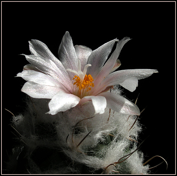 Turbinicarpus lophophoroides