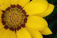 gazania