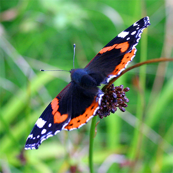 Nauka latania