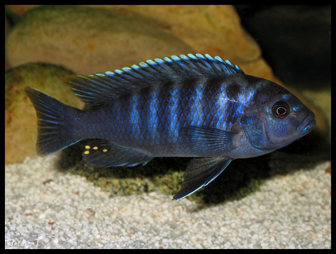 C. afra red top likoma