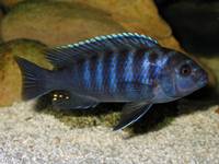 C. afra red top likoma