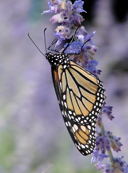 Monarch (Danaus plexippus)