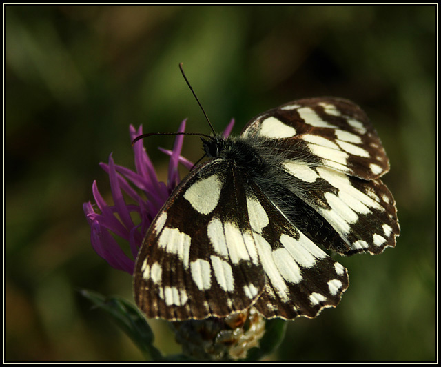 Polowiec szachownica (Melanargia galathea)