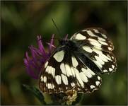 Polowiec szachownica (Melanargia galathea)