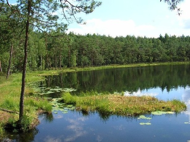 leśne oko