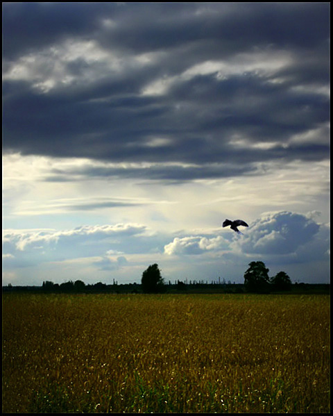 dark fields..