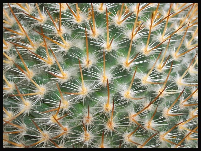 colczasty cactus