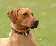 Rhodesian Ridgeback