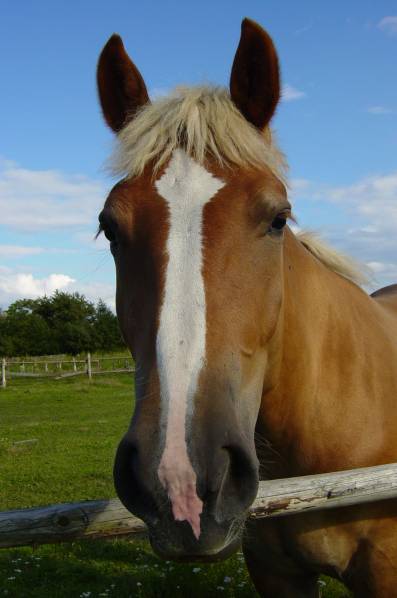 Mustang 3