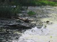 Białowieski Park Narodowy #2