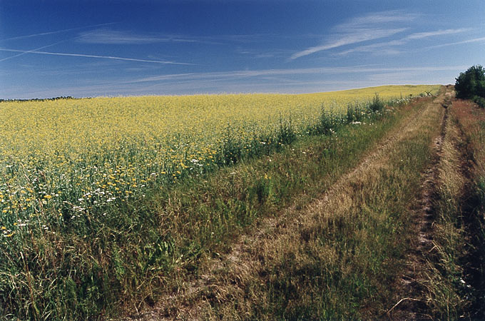 Widok okołorzepakowy