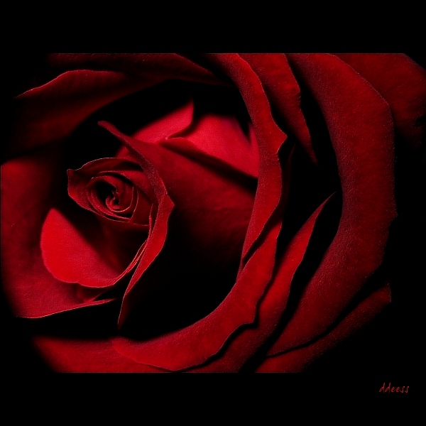 ... kiss from a rose ...