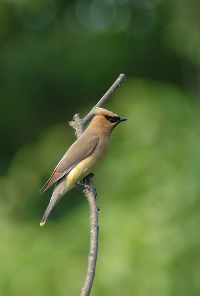 Cedar Waxwing