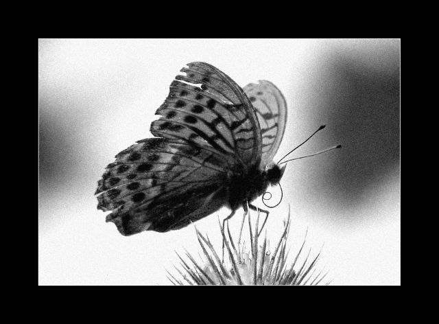 butterfly