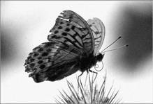 butterfly