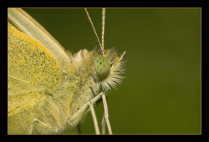 portret motyla