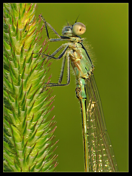 Pałątka