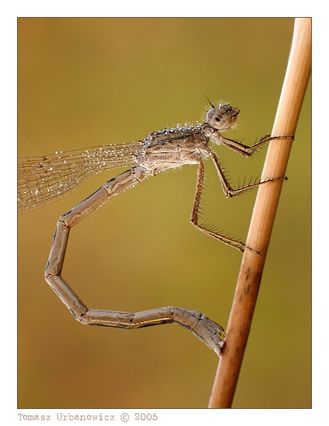 Straszka północna (Sympecma paedisca)