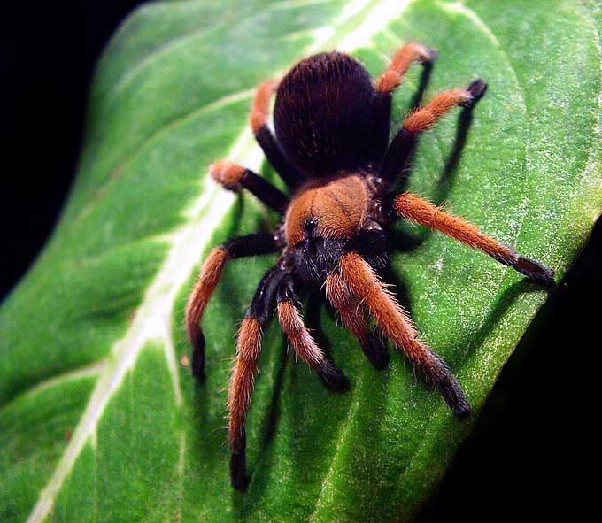 Aphonopelma bicoloratum