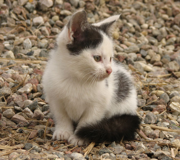 Miau kiciuś... Miau kiciuś... - A psik, a psik, a psik !! :D