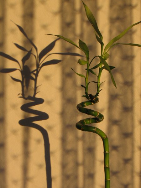 dracena lucky bamboo spiral