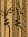 dracena lucky bamboo spiral