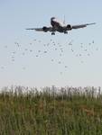 Boeing 737 United Airlines