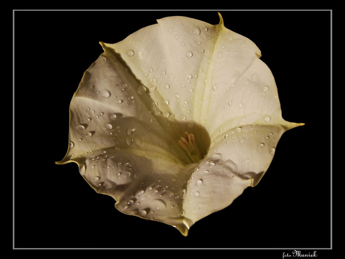 Datura