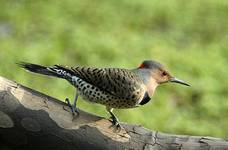 Northen Flicker