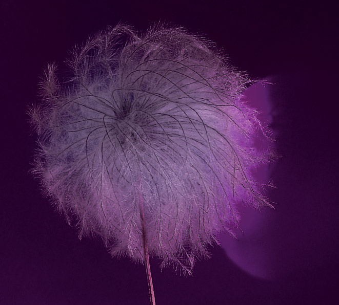 clematis w tonacji śliwkowej jesieni