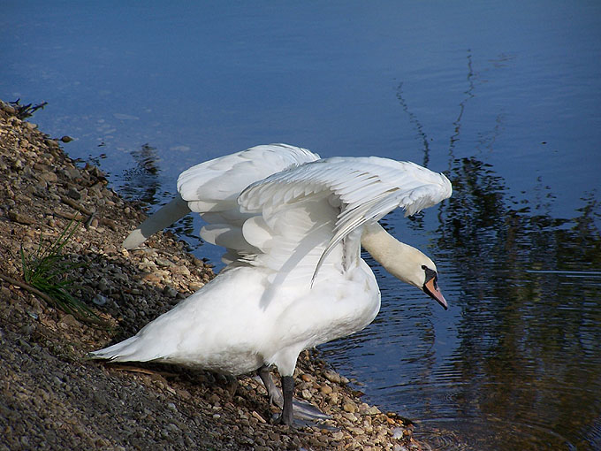 Łabądek