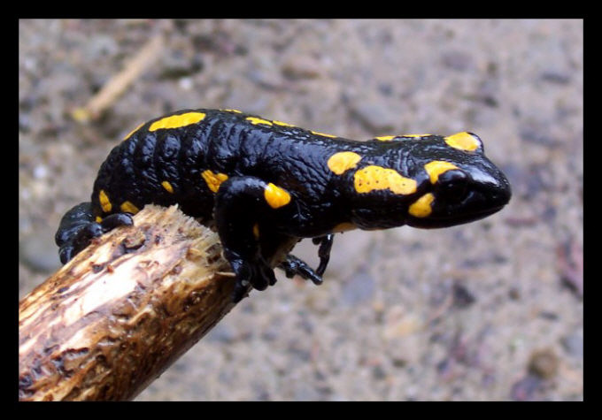 salamandra plamista