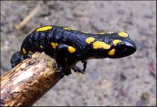 salamandra plamista