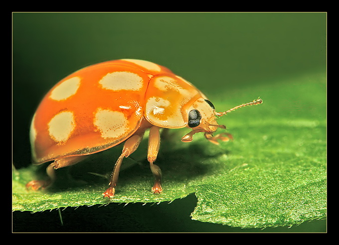 podobno albinoska