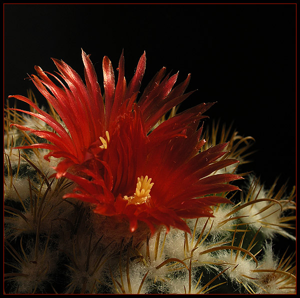 parodia