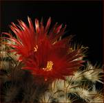 parodia