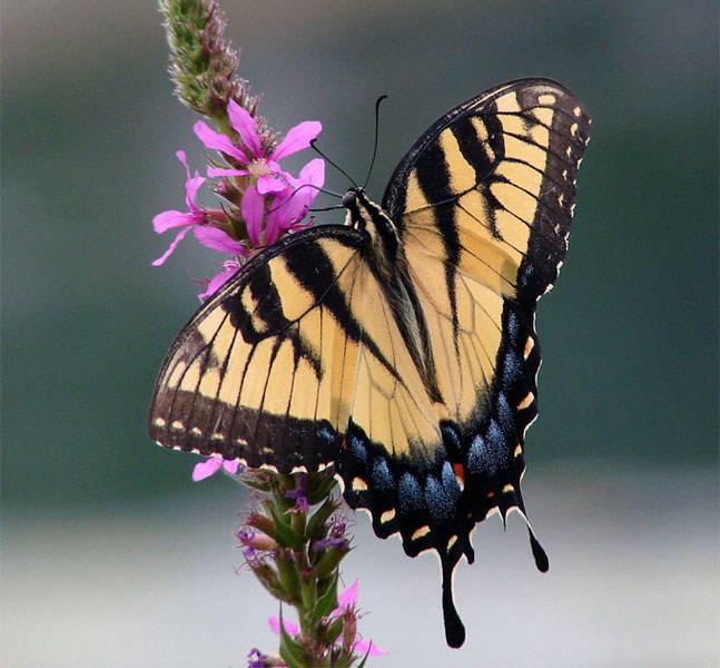 Eastern Tiger Swallowtail (Papilio glaucus Linnaeus)