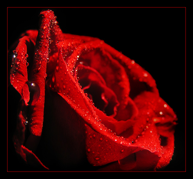 RedRose