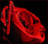 RedRose