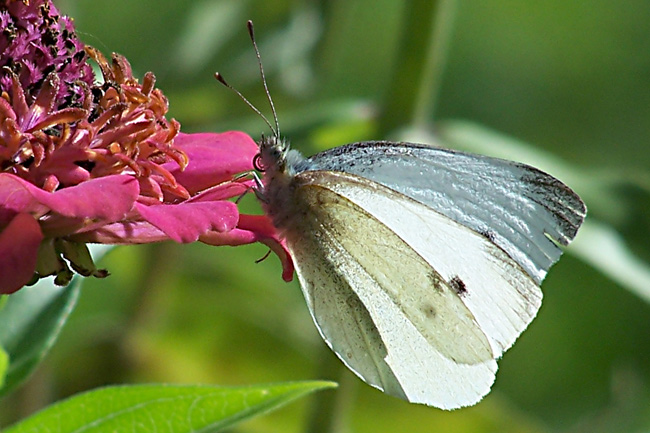 motyl