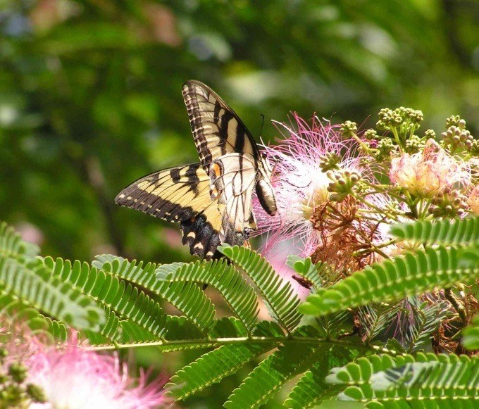 Papilio glaucus