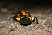 salamandra