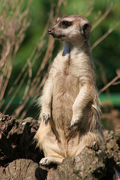 Gdzie jest Pumba?