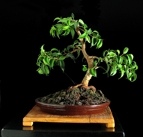 Moje bonsai