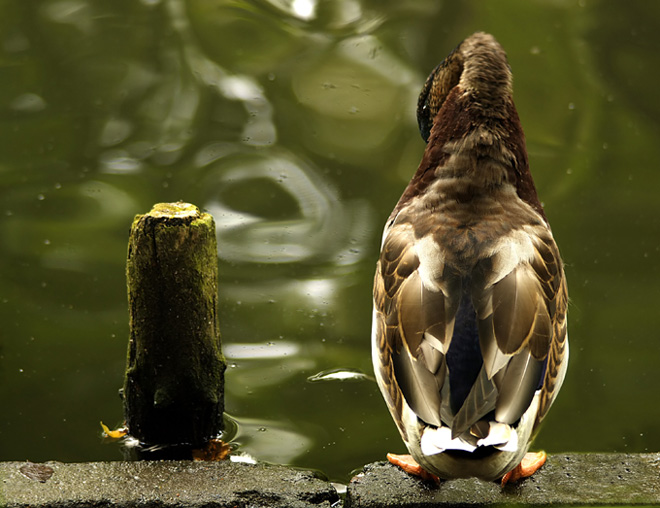 samobójczy duet