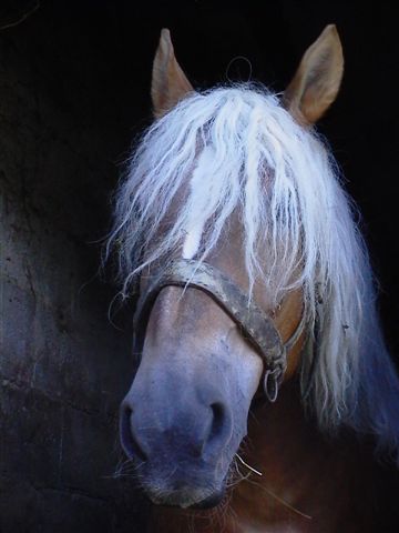 Kasztanka :)