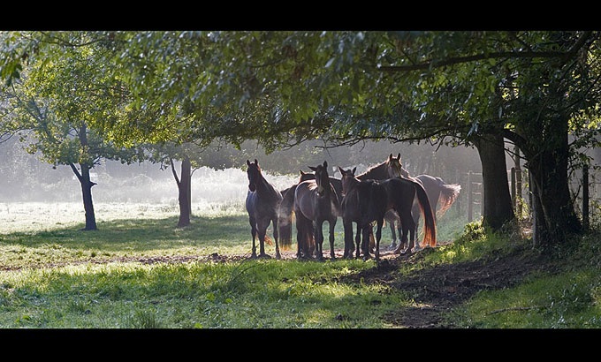 Wild Horses