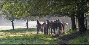 Wild Horses