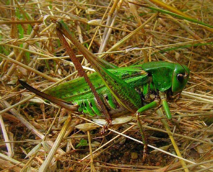 sztuka kamuflażu