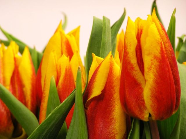 Tulipany